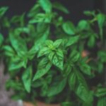 W domowym ogródku, czyli o hodowli ziół w mieszkaniu